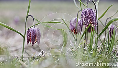 Drooping Tulip a meadow springflower Stock Photo
