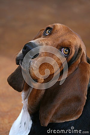 Droopy Stock Photo