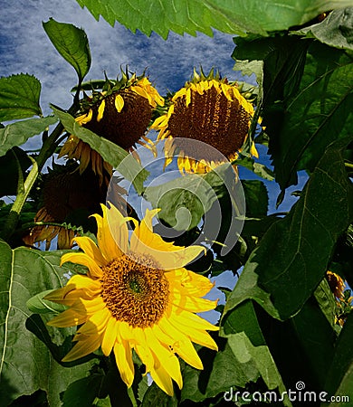 Droopy dying Sunflowers. Wilting leaves. Stock Photo