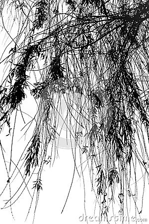 Droopy Tree Branches Stock Photo