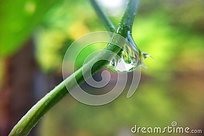 Drop on branch Stock Photo