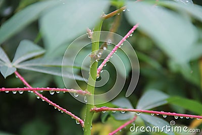 Drop at branch and Scene after rain Stock Photo