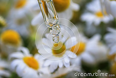 Drop of chamomile cosmetic oil flows from the pipette on a background of white medicinal flowers and is reflected in it on a Stock Photo