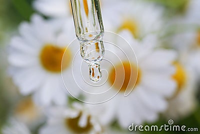 Drop of chamomile cosmetic oil flows from the pipette on a background of white medicinal flowers and is reflected in it on a Stock Photo