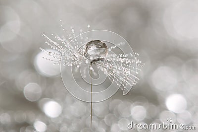 A drop of dew on a dandelion. Macro of dandelion art work. Stock Photo