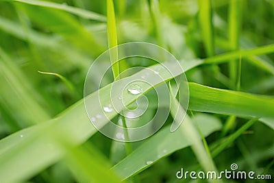 Drop of dew in morning on leaf Stock Photo