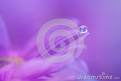 A drop of dew on the petal of a purple flower. Gentle macro with a soft focus. Stock Photo