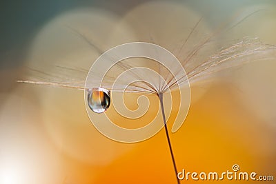 Beautiful Orange Nature Background Closeup.Tranquil Abstract Art Photography.Artistic Wallpaper.Fantasy Design.Dandelion,drop,pure Stock Photo