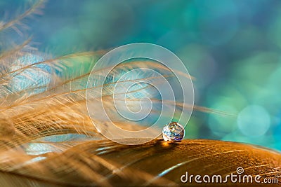 A drop on the golden feather of the bird on an emerald background. Beautiful stylish macro. Stock Photo