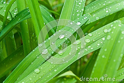 Drop on grass Stock Photo