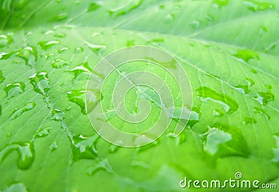 drop on leaves in garden Stock Photo