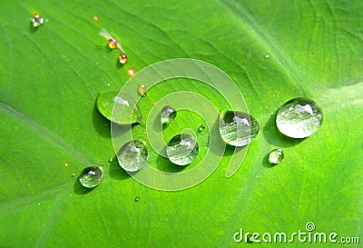 Drop on leaves Stock Photo