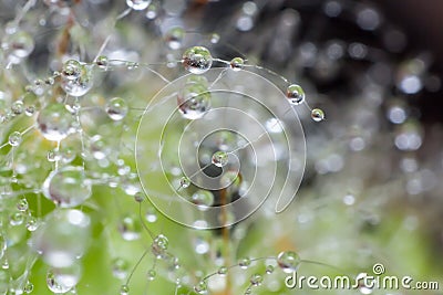 Drop pattern on cactus, drop pattern, blur drop Stock Photo