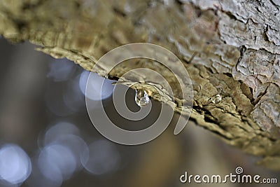 A drop of resin on a pine branch Stock Photo