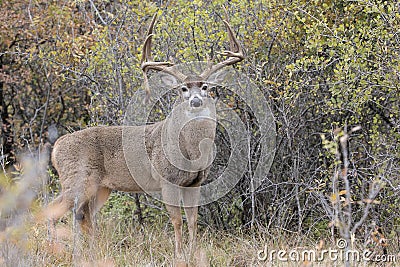 Drop tine whitetail buck in full rut Stock Photo