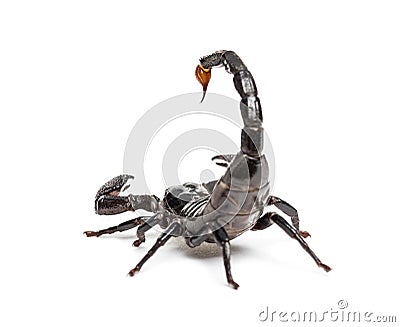 Drop of venom on the tail of a Emperor scorpion, Pandinus Stock Photo