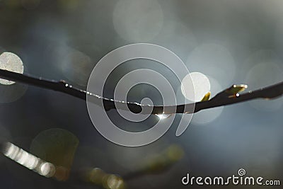 drop of water on branch of tree after rain in early spring, with reflection of the sun Stock Photo