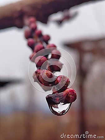 A drop of water on a branch with unopened buds Stock Photo