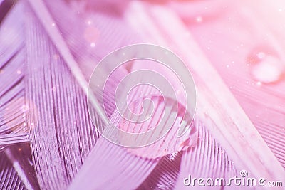 Drop of water on feather in violet color, macro photo Stock Photo