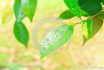 Drop water on leaf green freshness in summer beautiful background with copy space add text and light sun soft yellow bright Stock Photo