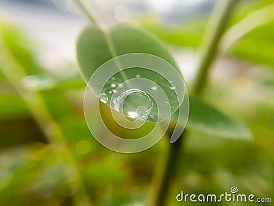 Drop water on leaves Stock Photo