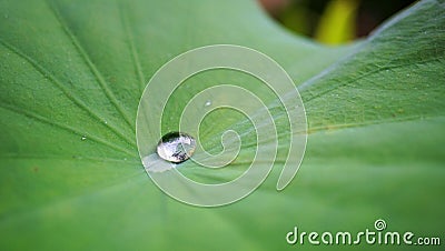 Drop water on Lotus leaf, Natural of raindrop on green leaf, After the rain, Close up. Stock Photo