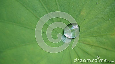 Drop water on Lotus leaf, Natural of raindrop on green leaf, After the rain, Close up. Stock Photo