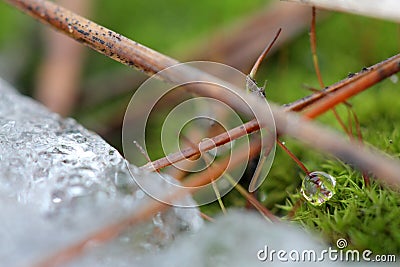 Drop of water on moss among conifer needles Stock Photo
