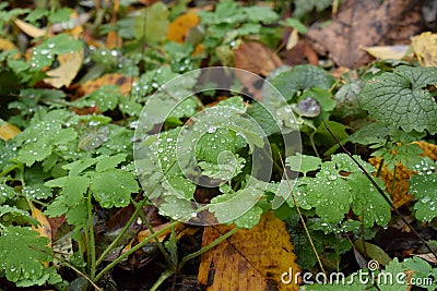 A drop of water on a sheet Stock Photo