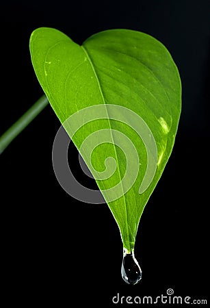 Drop of water on young green leaf Stock Photo