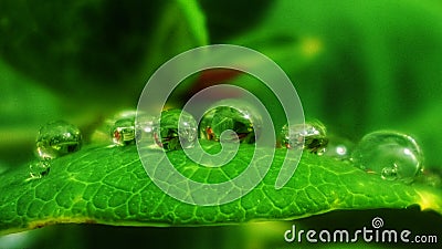 Drop waterdrop green fresh nature Stock Photo