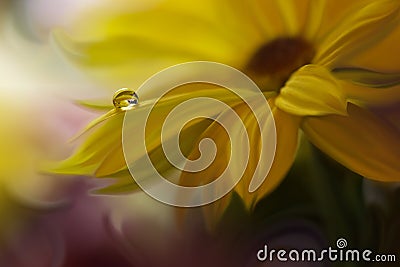 Incredibly beautiful Nature.Art photography.Fantasy design.Creative Background.Amazing Colorful Flowers.Garden,abstract,web banner Stock Photo