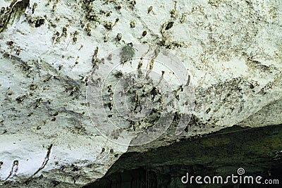 Dropings on ceiling chamber of the Niah Great Caves, Sarawak Stock Photo