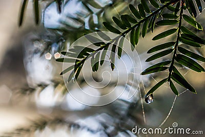 Droplet of dew on conifer leaves shows sun as starburst Stock Photo