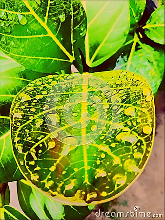 Banyan leaf Stock Photo