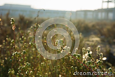 droplets by sunrise on twigs near industrial zone sunrise hours Stock Photo