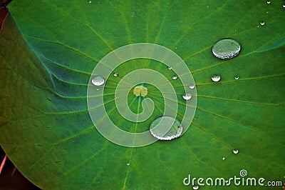 Droplets Suspended on Green Leaf Stock Photo