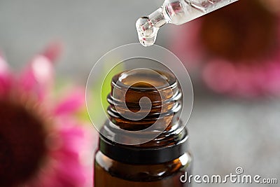 Dropping echinacea tincture or oil into a glass bottle Stock Photo