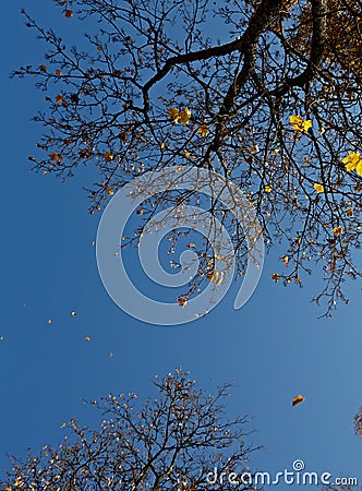 Dropping yellow maple leaves in the air Stock Photo