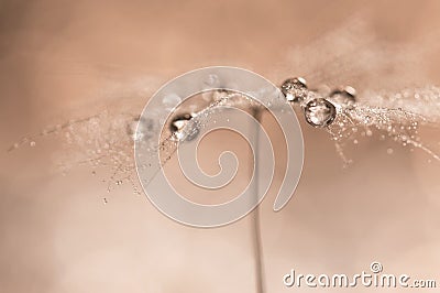 Drops on dandelions up close. Abstract photo with the dandelion. Stock Photo