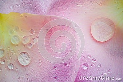 Drops of dew on a gently pink rose petal, super macro. Stock Photo