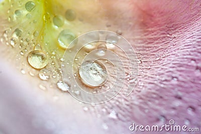 Drops of dew on a gently pink rose petal, super macro Stock Photo