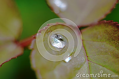Drops of dew on the green grass. Raindrops on green leaves. Water drops. Macro photo Stock Photo