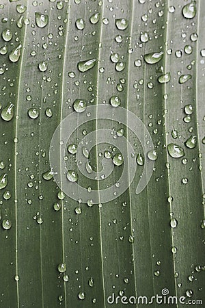 Drops of dew on green leaf. Water draps on banana leaf. Green leaf with dew. Nature after rain, close up. Freshness concept. Stock Photo