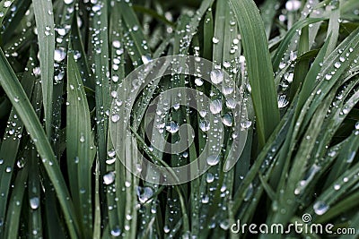 Drops on a grass. Fresh green grass with raindrops. Wet grass texture. Natural background. Ecology. Water drops on the grass. Many Stock Photo