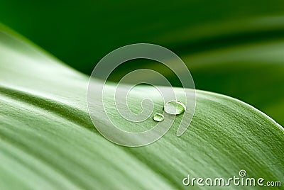 Drops on leaf Stock Photo