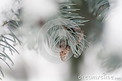 Drops on the needles of spruce branch Stock Photo