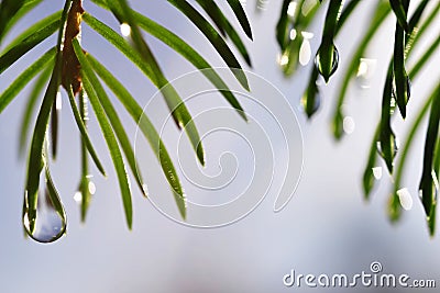 Drops of rain on the needles of the spruce branch close up. Stock Photo