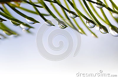 Drops of rain on the needles of the spruce branch close up. Stock Photo