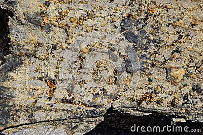 Drops of resin on the pine cut Stock Photo